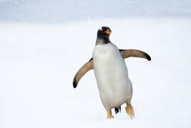 Kışın bir Gentoo penguenine (Pygoscelis papua) yakın çekim.