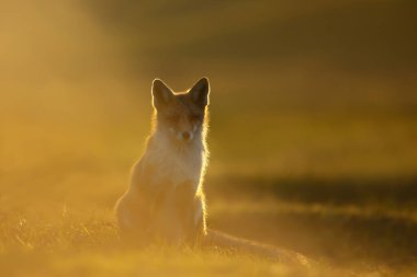Akşam ışığında bir kızıl tilkiye (vulpes vulpes) yaklaş, Netherlends.