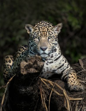 Doğal habitat, Pantanal, Brezilya 'daki nehir kıyısında bir Jaguar' a yakın..