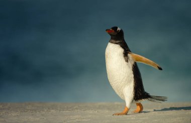 Gentoo pengueni kumlu bir plajda yürüyor, Falkland Adaları.