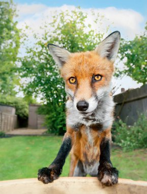Bahçede bir kızıl tilki portresi (Vulpes vulpes), Londra, İngiltere.