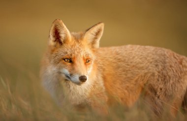 Hollanda, akşam ışığında bir kızıl tilkiye (vulpes vulpes) yakın çekim.