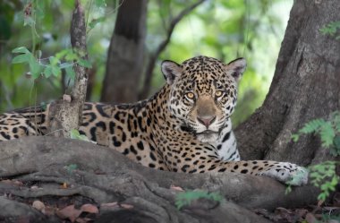 Nehir kıyısında uzanan bir Jaguar 'a (Pantanal, Brezilya) yakın plan.