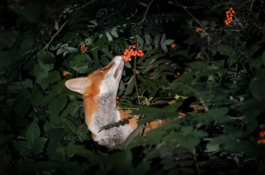 Close up of a Red fox (Vulpes vulpes) cub smelling rowan berries in late summer, UK.  clipart