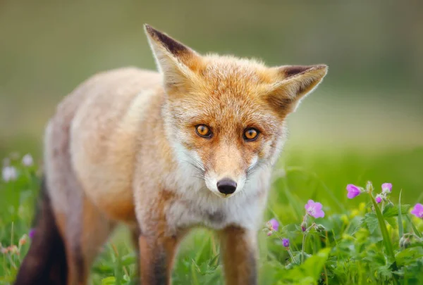 Закрытие Красного Лиса Vulpes Vulpes Поле Цветов — стоковое фото