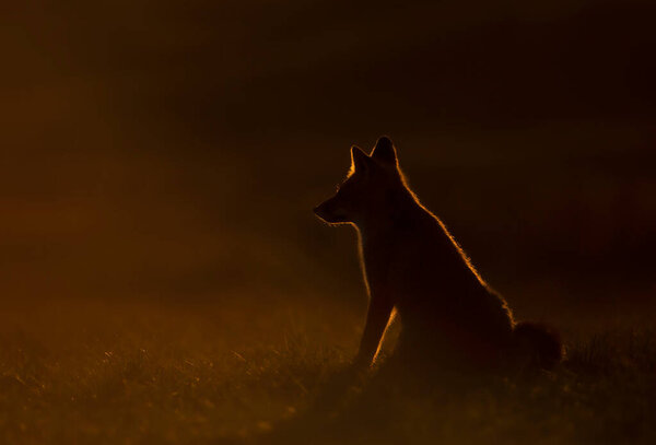 Silhouette of a red fox (vulpes vulpes) sitting in a meadow at sunset, Netherlends.