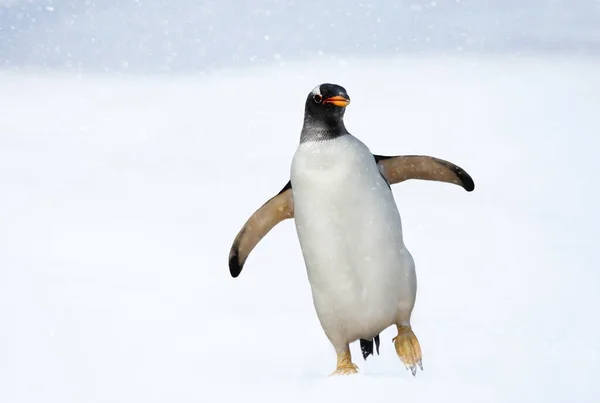Крупный План Пингвина Gentoo Pygoscelis Papua Зимой — стоковое фото