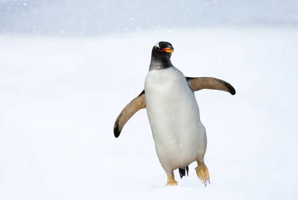 Close Van Een Ezelspinguïn Pygoscelis Papua Winter — Stockfoto