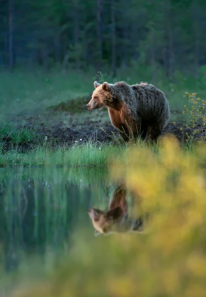 Евразийский Бурый Медведь Осенью Стоит Пруда Финских Лесах — стоковое фото