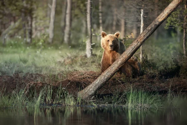 Eurasian Brown Bear Standing Pond Finnish Forests Summer — Stock Photo, Image