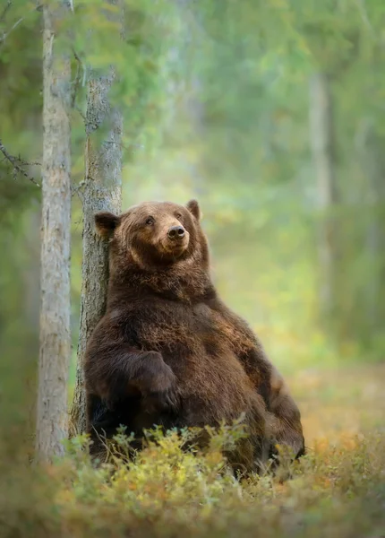 Urso Marrom Eurasiano Sentado Contra Uma Árvore Floresta Finlandesa — Fotografia de Stock