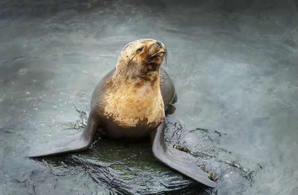 Close Leão Marinho Sul Americano Fêmea Costa Oceano Atlântico Ilhas — Fotografia de Stock