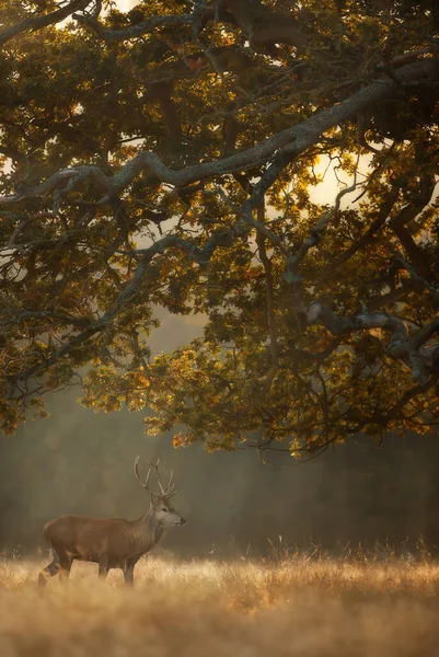 안개낀 아침에 사슴을 가까이 — 스톡 사진
