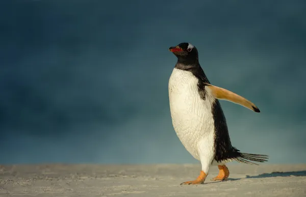 Pingwin Gentoo Chodzenie Piaszczystej Plaży Falklandy — Zdjęcie stockowe