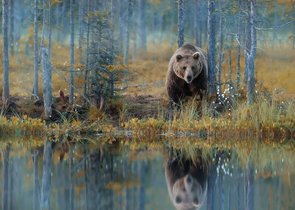 Eurasian Brown bear standing by a pond in the Finnish forests in autumn.