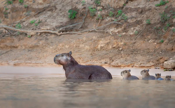 Close Family Capybaras Water South Pantanal Brazil — Fotografia de Stock