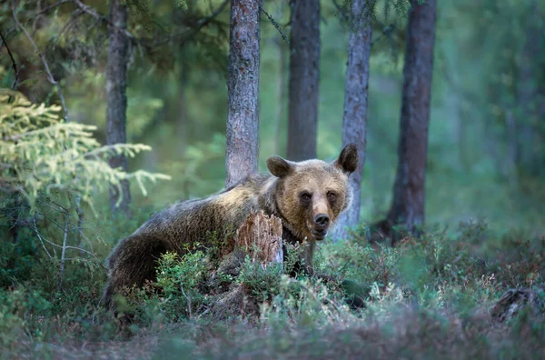 Біля Євразійського Бурого Ведмедя Ursus Arctos Arctos Туманному Лісі Фінляндії — стокове фото