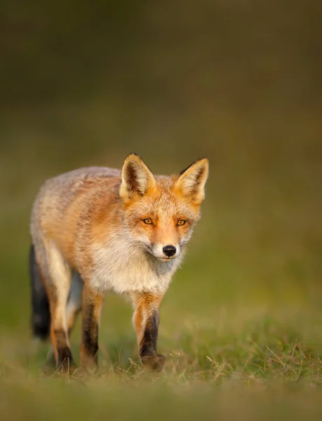 在荷兰的夏天 在草地上 一只红狐狸 的近身 — 图库照片