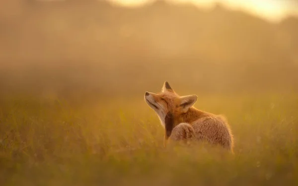 Вечірньому Світлі Нідерланди Червоної Лисиці Вульф — стокове фото