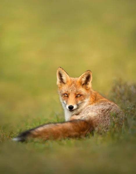 Close Cute Red Fox Vulpes Vulpes Lying Meadow Netherlands — Stock Photo, Image