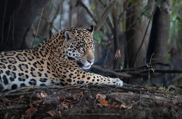 Primer Plano Jaguar Acostado Las Raíces Árbol Una Orilla Del — Foto de Stock