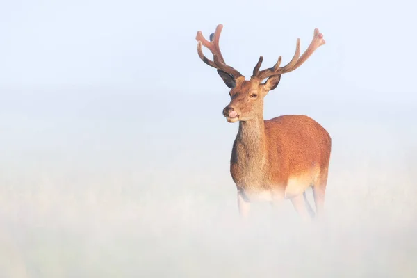 Портрет Оленя Бархатными Рогами Туманным Летним Утром Великобритания — стоковое фото