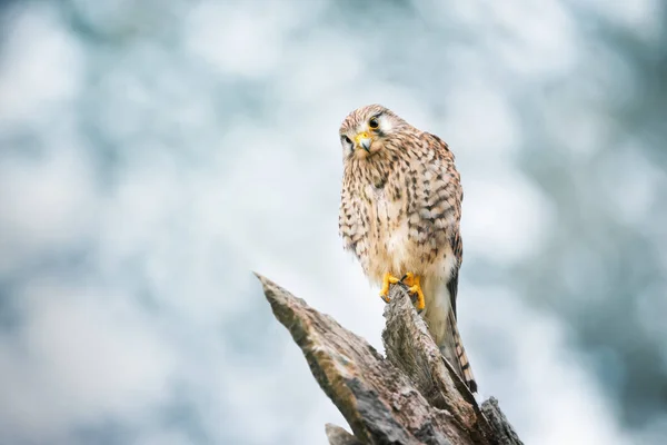 Close Common Kestrel Perched Tree Trunk England — Stock Photo, Image