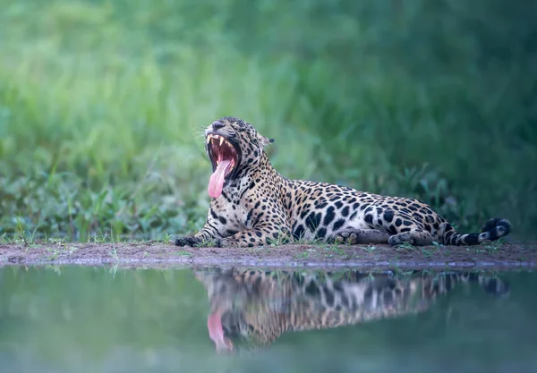 Close Jaguar Yawning River Bank Pantanal Brazil — Stock Photo, Image
