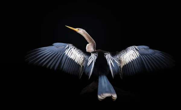 날개와 꼬리가 나무에 가까이에 펼쳐진 브라질 판타날 — 스톡 사진