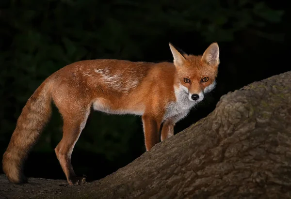 Blisko Lisa Czerwonego Vulpes Vulpes Stojącego Drzewie Lesie Wielka Brytania — Zdjęcie stockowe