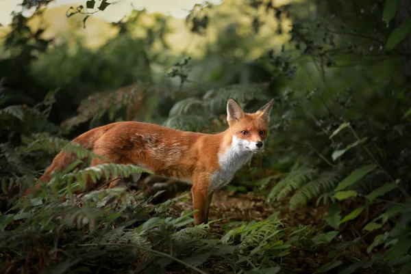 Close Uma Raposa Vermelha Vulpes Vulpes Floresta Reino Unido — Fotografia de Stock
