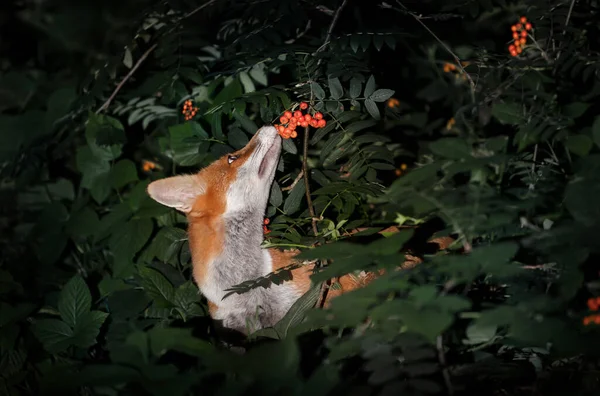 Close Red Fox Vulpes Vulpes Cub Smelling Rowan Berries Late — Stock Photo, Image