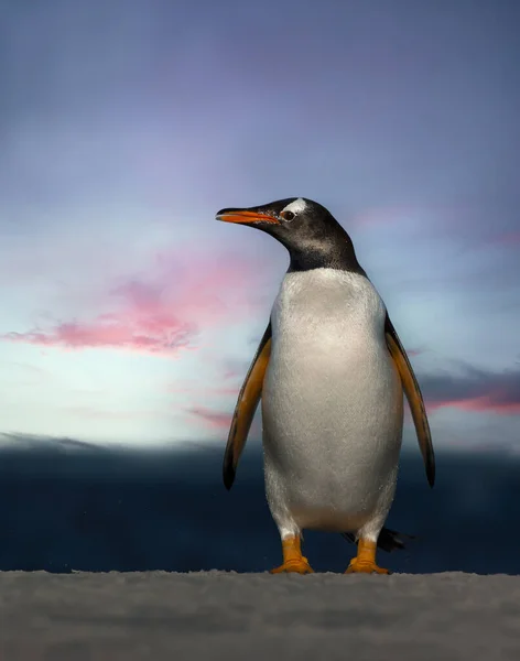 Primer Plano Pingüino Gentoo Atardecer Saunders Islas Malvinas Imágenes de stock libres de derechos