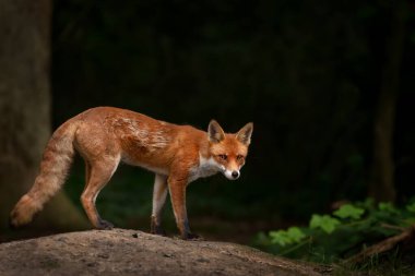 İngiltere 'nin karanlık arka planına karşı bir ormanda Kızıl Tilki' nin (Vulpes vulpes) yakın plan görüntüsü. 
