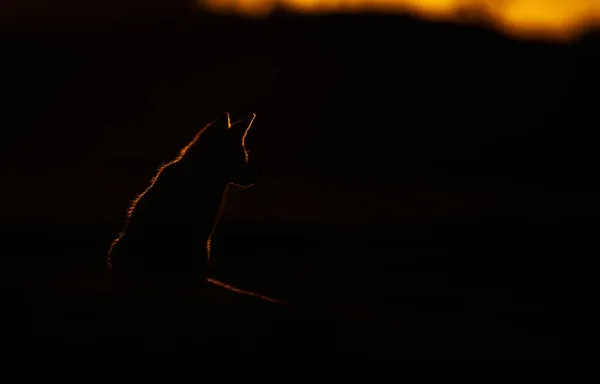 Silhueta Uma Raposa Vermelha Vulpes Vulpes Sentada Num Prado Pôr — Fotografia de Stock