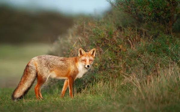 Primer Plano Juguetón Zorro Rojo Vulpes Vulpes Pie Cerca Los —  Fotos de Stock