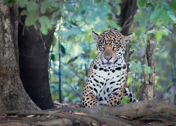 Närbild Jaguar Panthera Onca Som Ligger Flodstrand Pantanal Brasilien — Stockfoto
