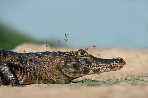 Κοντινό Πλάνο Του Yacare Caiman Caiman Yacare Όχθη Ποταμού South — Φωτογραφία Αρχείου