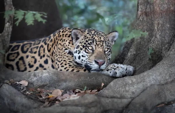 Närbild Jaguar Panthera Onca Som Ligger Flodstrand Pantanal Brasilien — Stockfoto