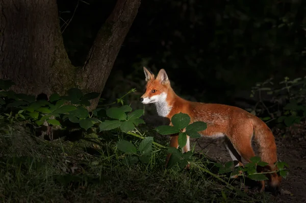 Вночі Лісі Велика Британія Маля Червоної Лисиці Vulpes Vulpes — стокове фото