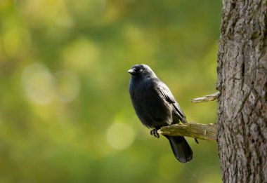 İngiltere 'de bir ağaç dalına tünemiş bir Jackdaw' a yaklaş..