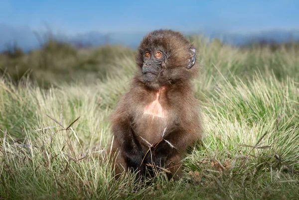 Close Bebê Macaco Gelada Sentado Grama Montanhas Simien Etiópia — Fotografia de Stock