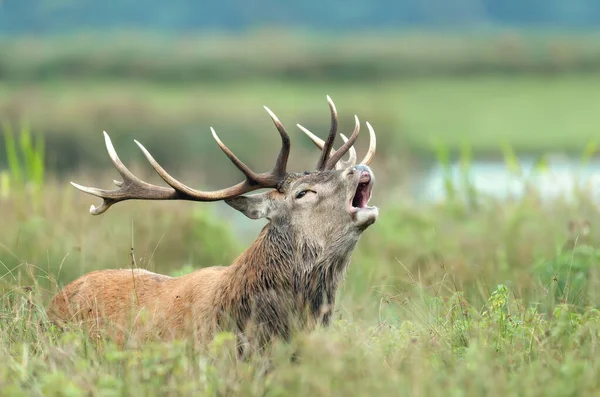 Portré Egy Vörös Szarvas Szarvas Legénybúcsú Során Rutting Szezonban Ősszel — Stock Fotó