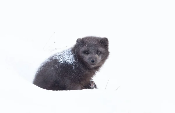 Primer Plano Zorro Ártico Nieve Invierno Islandia —  Fotos de Stock