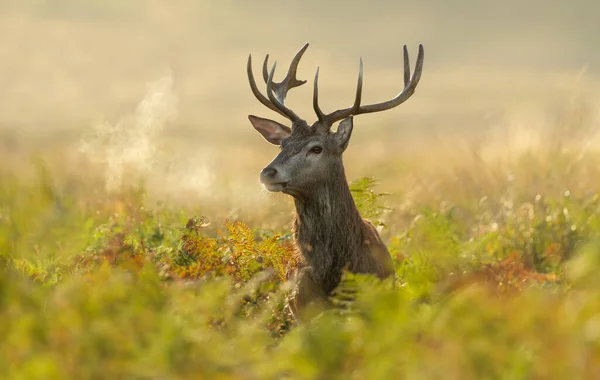 Primo Piano Giovane Cervo Rosso All Alba Regno Unito — Foto Stock