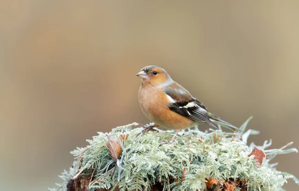 Close Common Chaffinch Fringilla Coelebs Perched Mossy Post England — Stockfoto