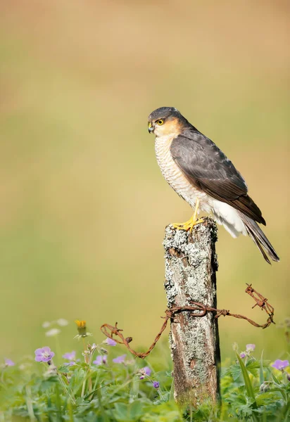 Épervier Eurasie Accipiter Nisus Perché Sur Poteau Dans Pré Écosse — Photo