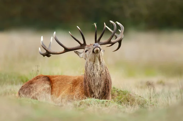 Großaufnahme Eines Hirsches Der Gras Liegt Großbritannien — Stockfoto