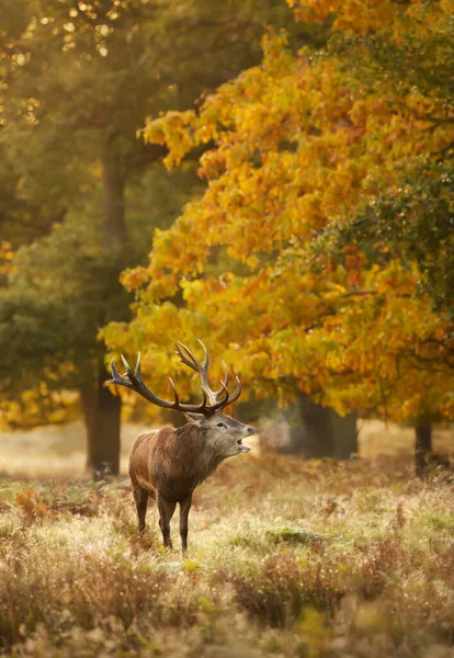 Retrato Ciervo Rojo Llamando Durante Temporada Celo Otoño Reino Unido —  Fotos de Stock