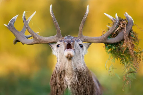 Impressive Portrait Red Deer Stag Bracken Antlers Rutting Season Autumn — Stock Photo, Image
